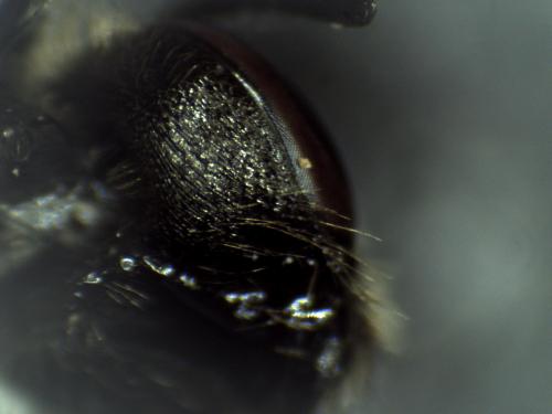 Lasioglossum sp.